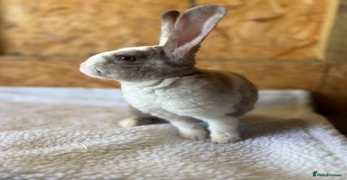 Mini Lop rabbits - Advert 1