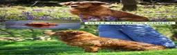 Golden Retriever dogs for sale: GOLDEN RETRIEVER PUPPIES FOR SALE in Crook - Advert 8