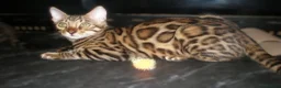 Bengal cats for sale: 5 Beautiful Bengal Kittens Ready Now  - Advert 4