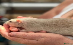 Rat rodents for sale: Babies rats, rex, dumbos and fancy - Image 3