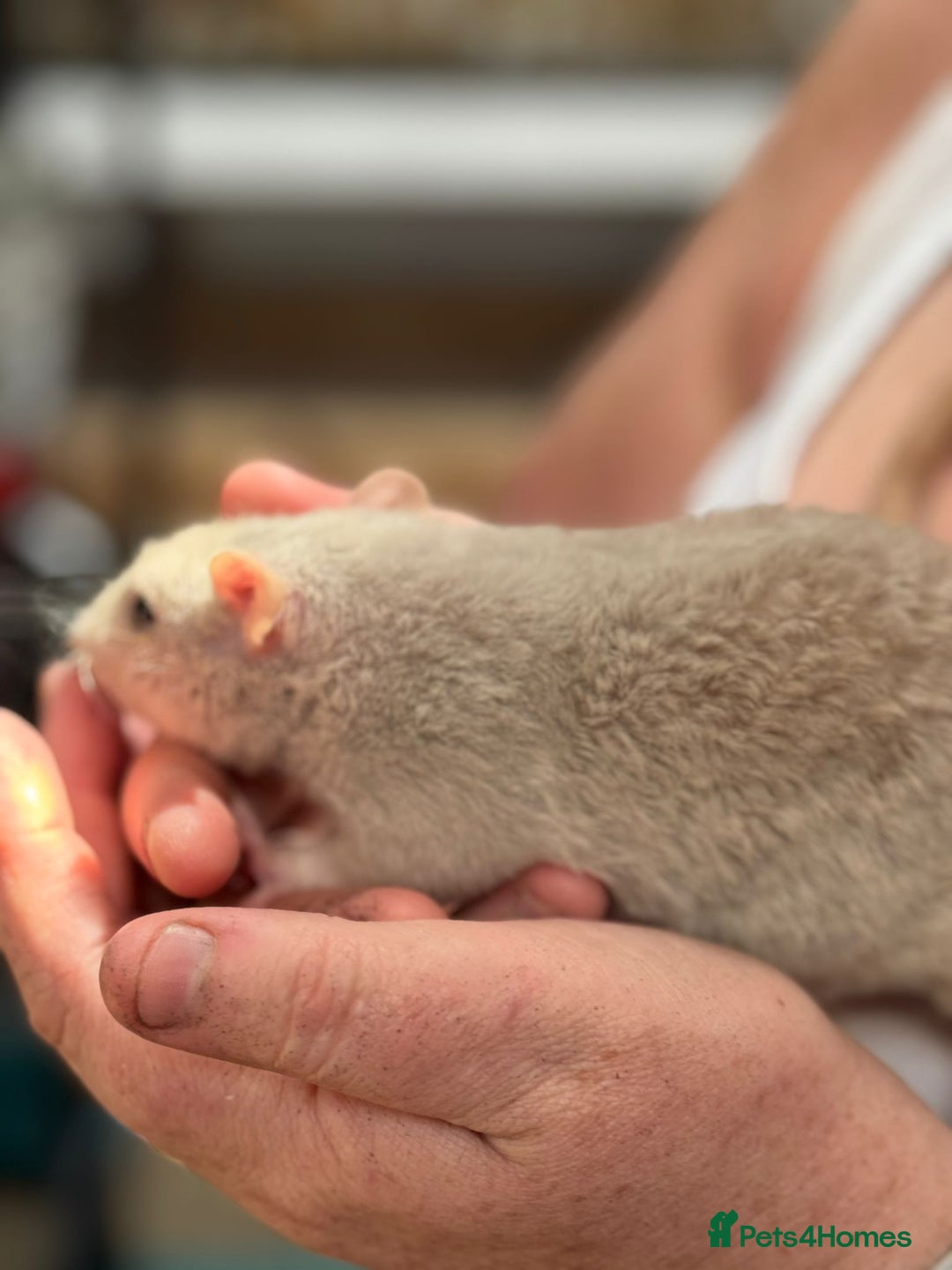 Rat rodents for sale: Babies rats, rex, dumbos and fancy - Image 3