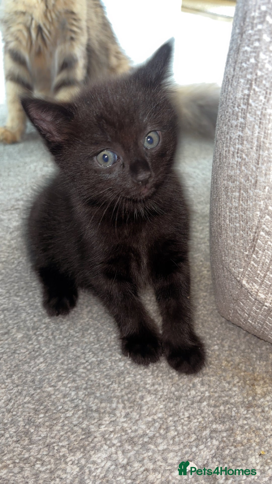 Mixed Breed cats for sale: Beautiful boy - Image 5