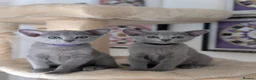 Russian Blue cats for sale: Stunning Full Pedigree Russian Blue  - Advert 6
