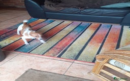 Jack Russell dogs for sale: Jackrussell pups - Advert 1