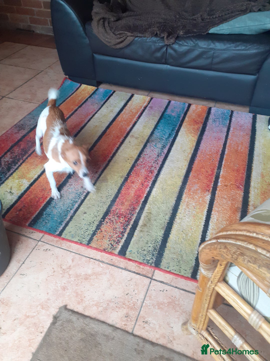 Jack Russell dogs for sale: Jackrussell pups - Advert 1