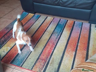 Jack Russell dogs Jackrussell pups - Advert 1