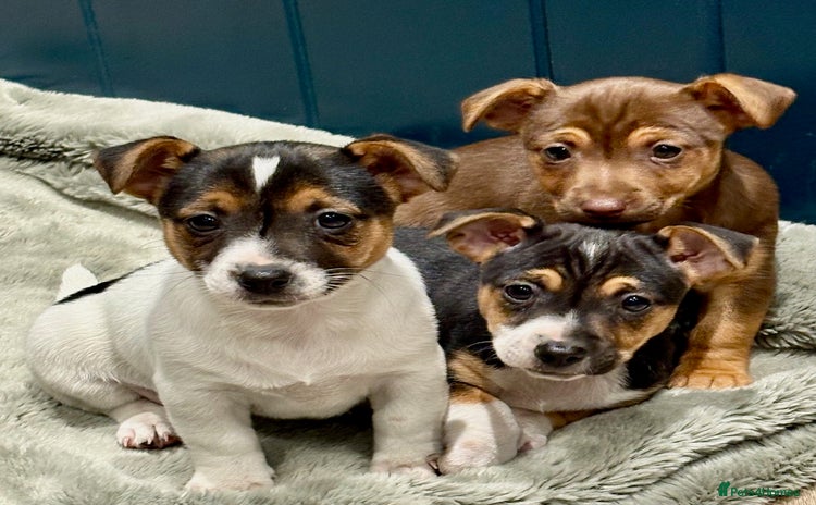 Jack Russell dogs - Advert 3