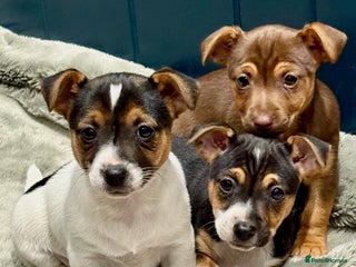 Jack Russell dogs - Advert 10