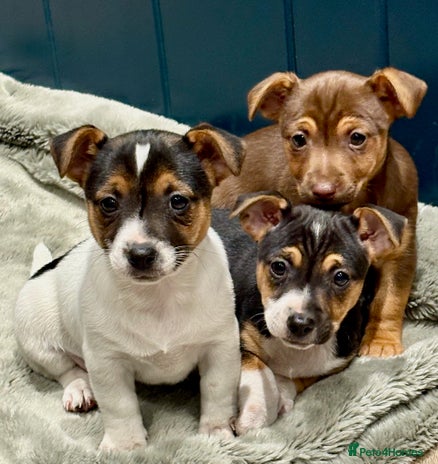 Jack Russell dogs - Advert 1