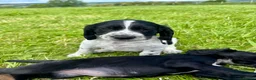 Cocker Spaniel dogs for sale: Gorgeous KC Cocker Spaniels - Advert 14