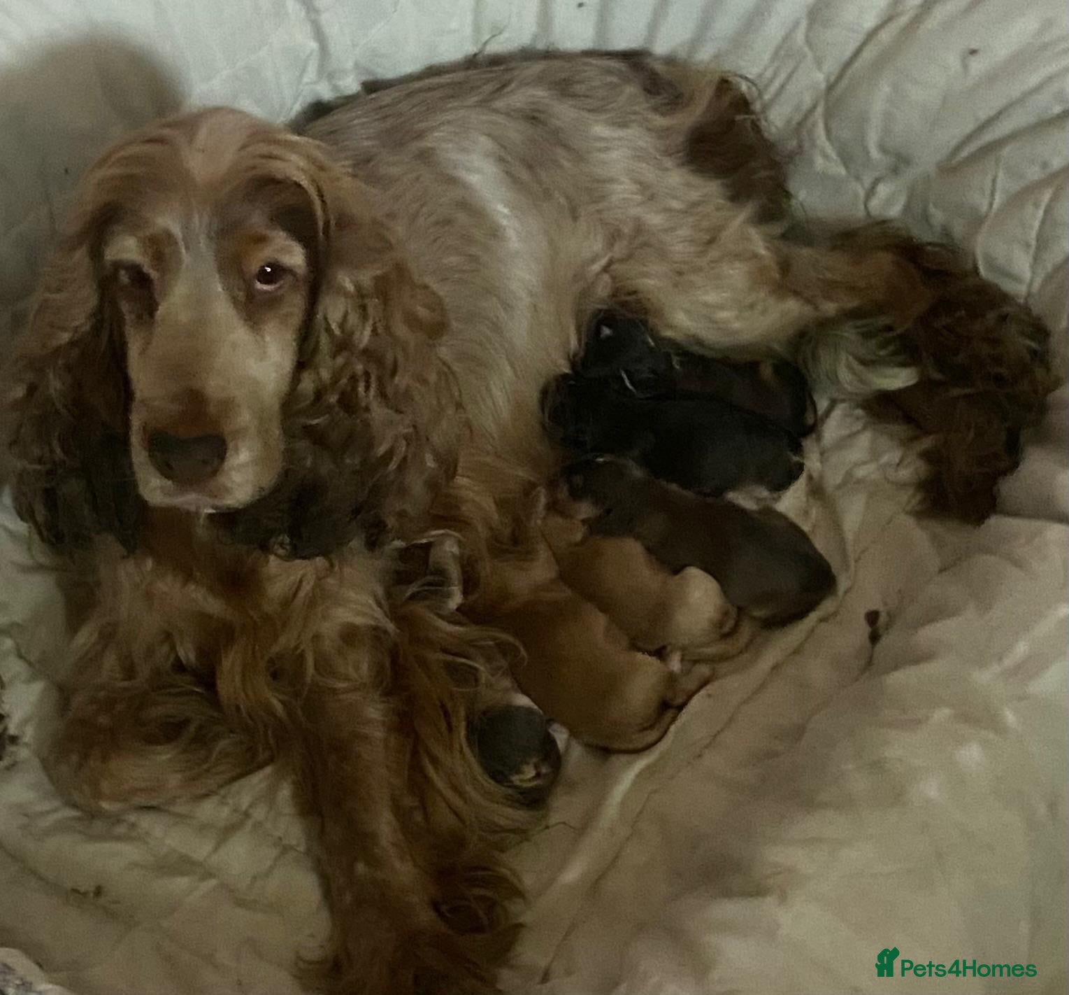 Cockapoo dogs Adorable f1 cockapoos - Advert 2