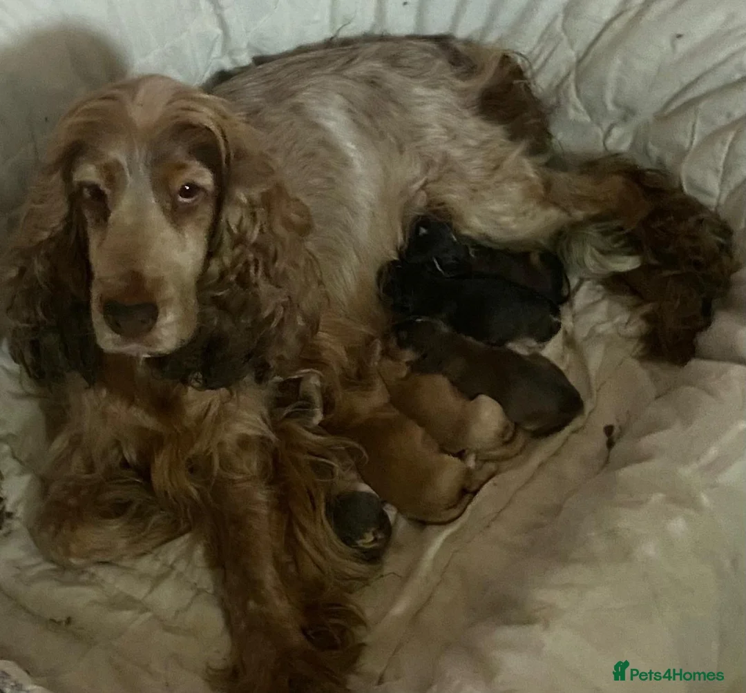 Cockapoo dogs for sale: Adorable f1 cockapoos - Advert 2