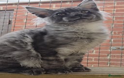 Maine Coon cats for sale: VARIOUS FULL PEDIGREE MAINE COON KITTENS FOR SALE in Rotherham - Image 18