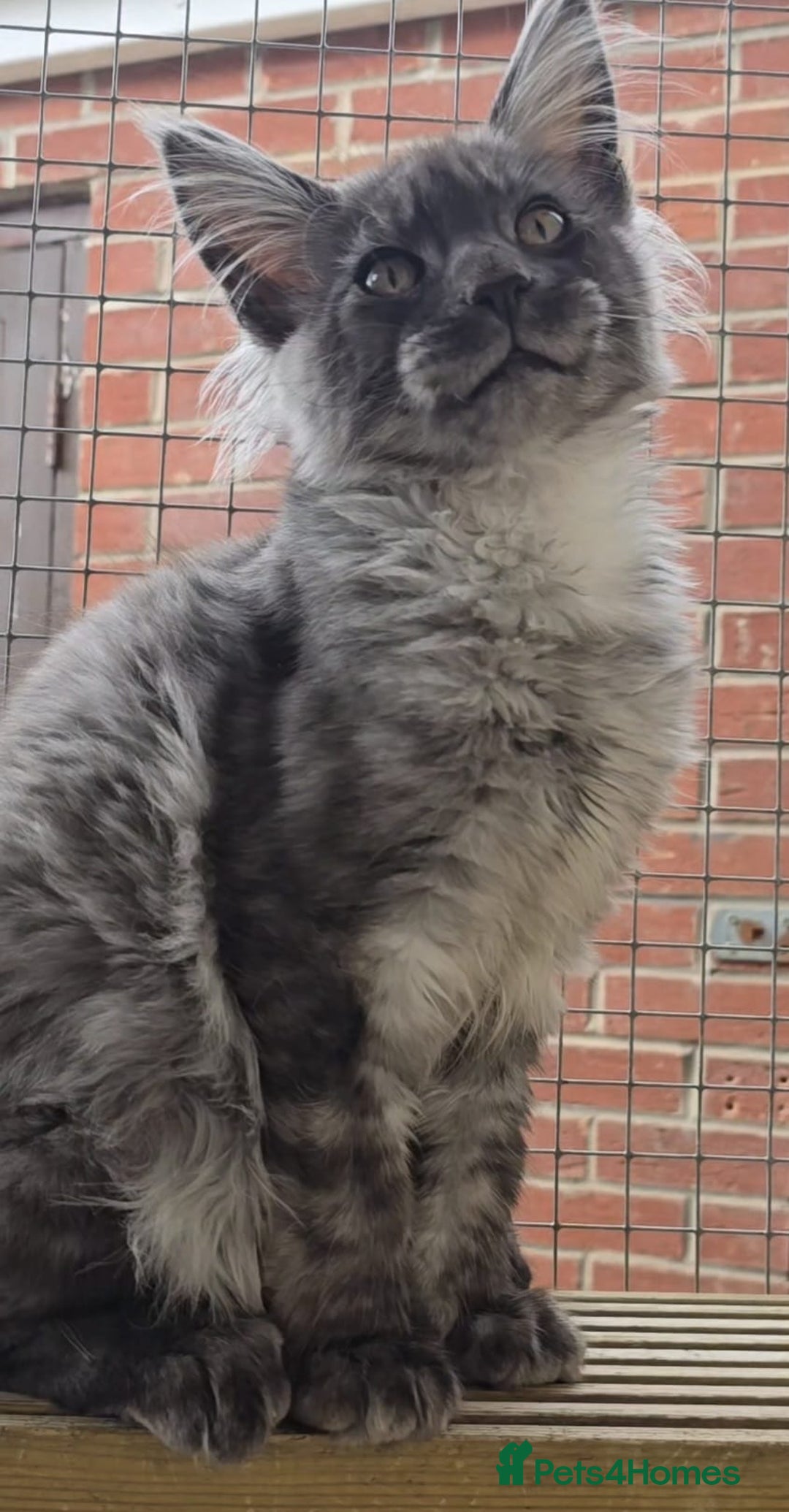 Maine Coon cats for sale: VARIOUS FULL PEDIGREE MAINE COON KITTENS FOR SALE in Rotherham - Image 18