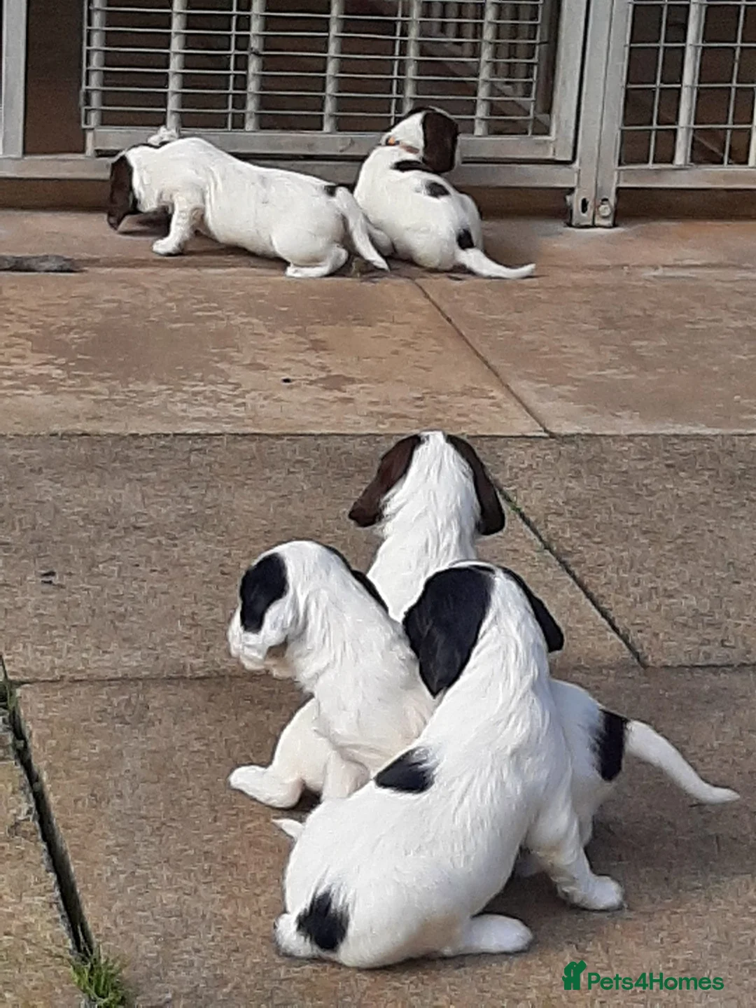 English Springer Spaniel dogs for sale: Springer spaniel puppies  - Advert 2