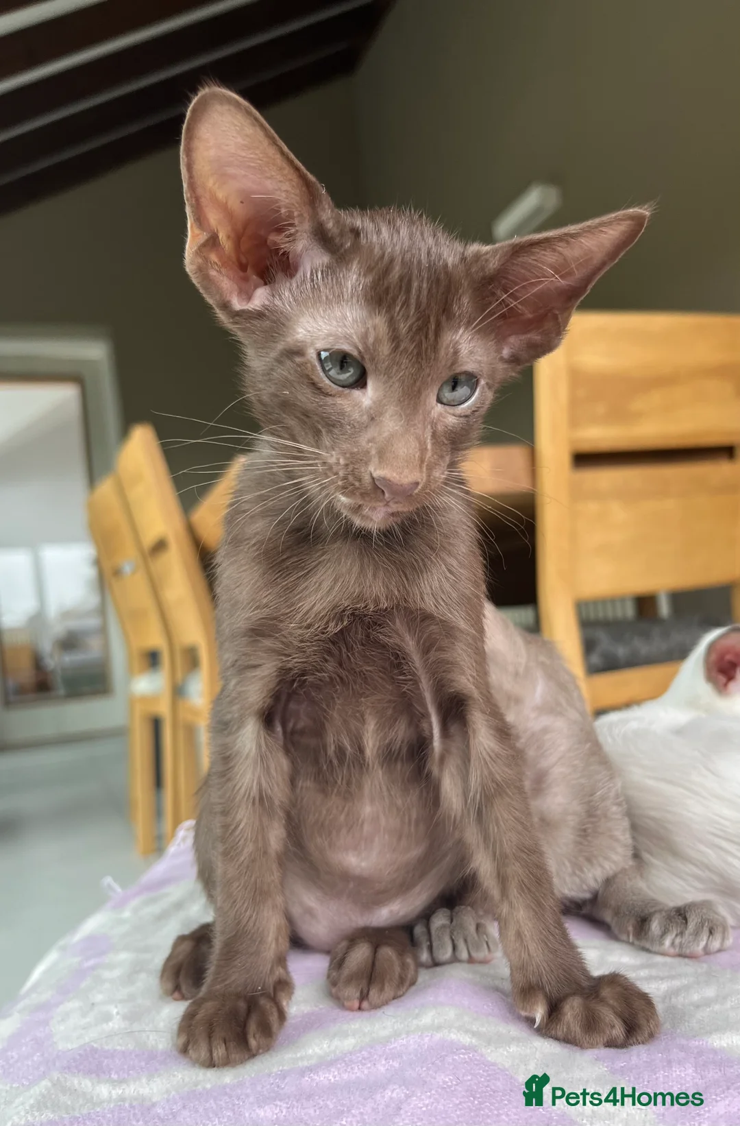 Oriental cats for sale: Supreme pedigree Oriental kittens GCCF reg - Advert 35