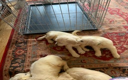 Golden Retriever dogs for sale: Golden Retrievers puppy for sale - Image 5
