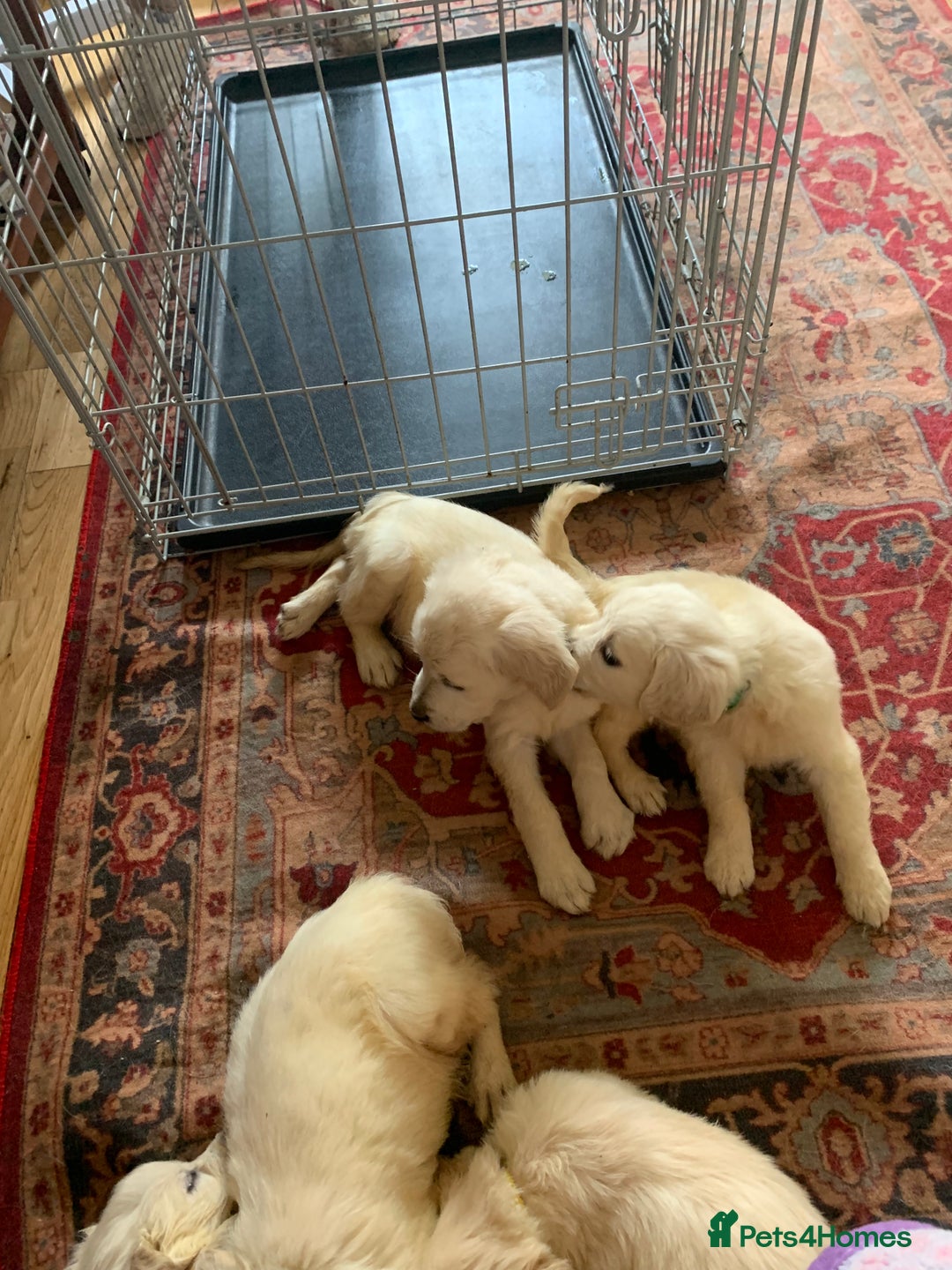 Golden Retriever dogs for sale: Golden Retrievers puppy for sale - Image 5