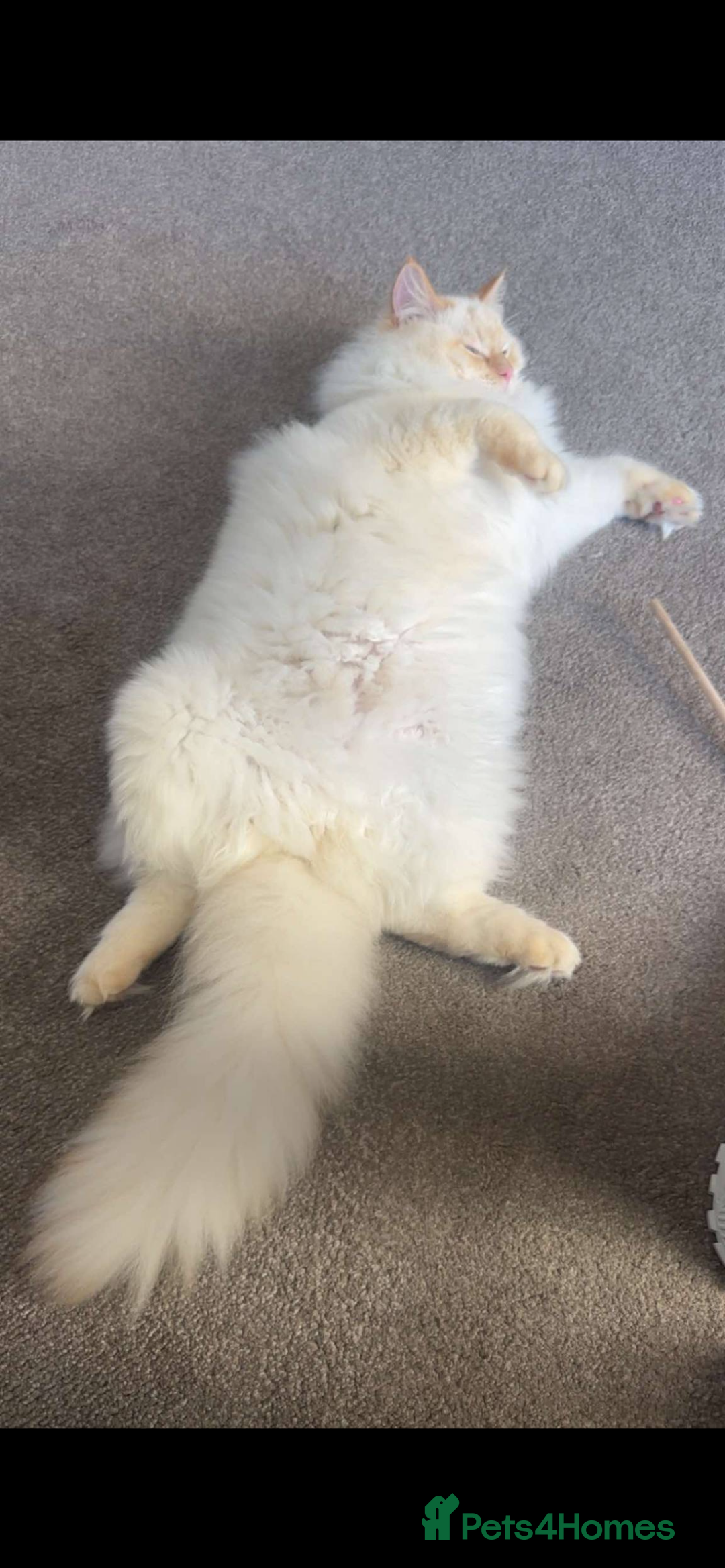 Ragdoll cats for sale: Last remaining flame point  - Advert 3