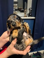 Miniature Dachshund dogs Miniature Daschund Puppies 1xFemale left 🩷 - Advert 6