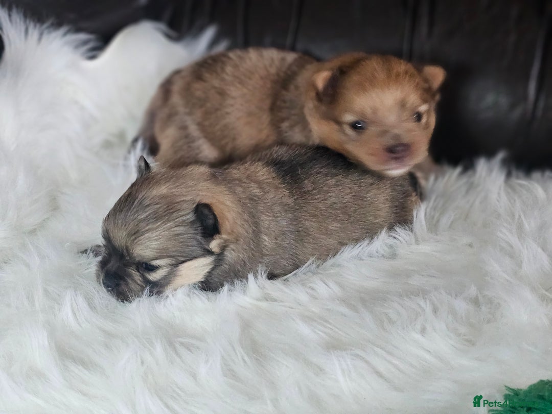 Pomeranian dogs for sale: 4 beautifull pomeranian puppies  - Advert 14