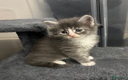 Maine Coon cats for sale: Beautiful RARE coloured Maine Coons - Image 9