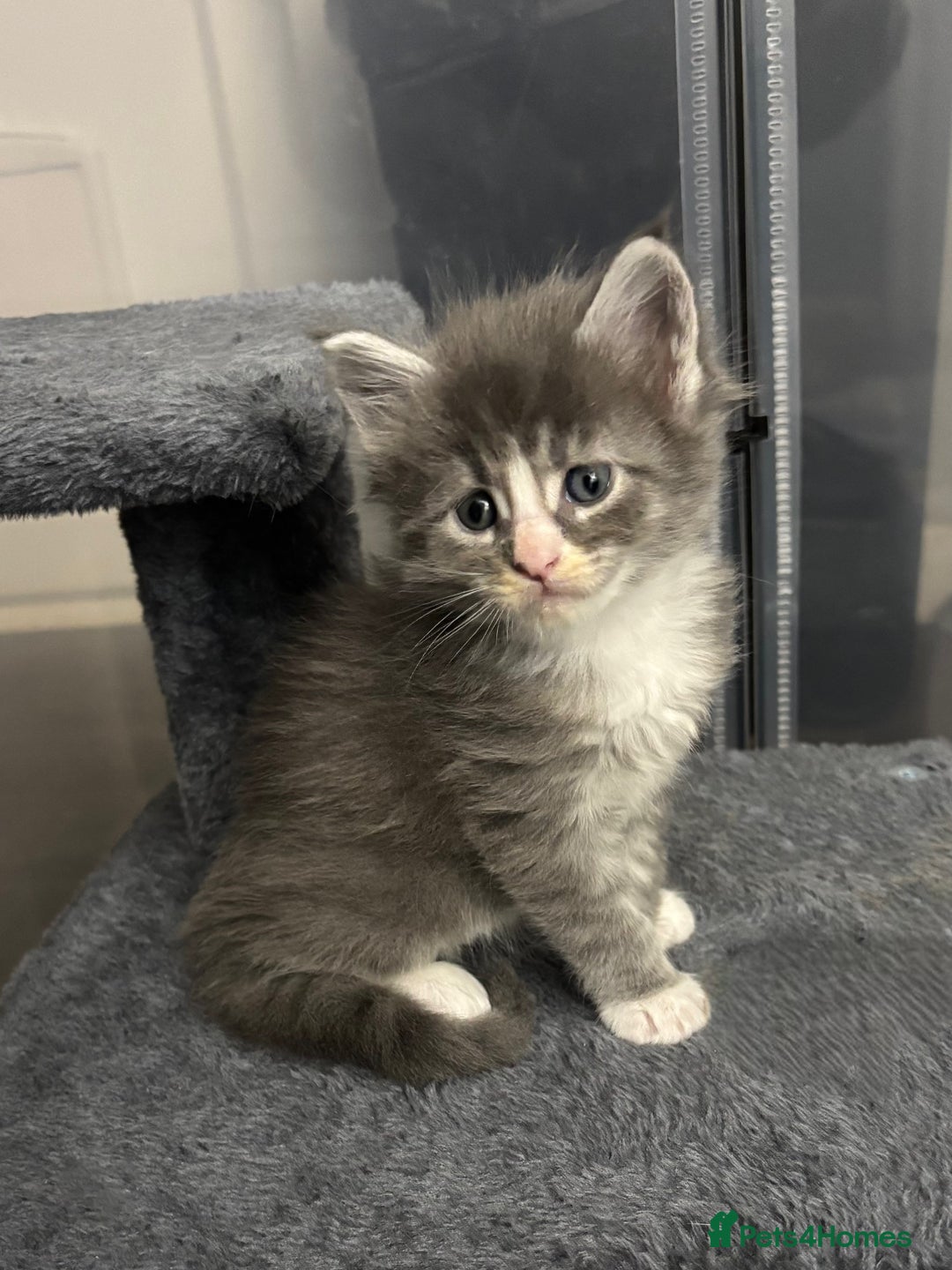 Maine Coon cats for sale: Beautiful RARE coloured Maine Coons - Image 9