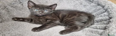 Siamese 2