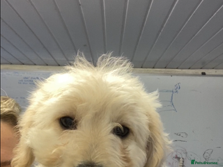 Mixed Breed dogs Bearded Collie Cross Miniature Poodle Puppies - Advert 1