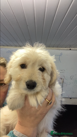 Mixed Breed dogs - Advert 3