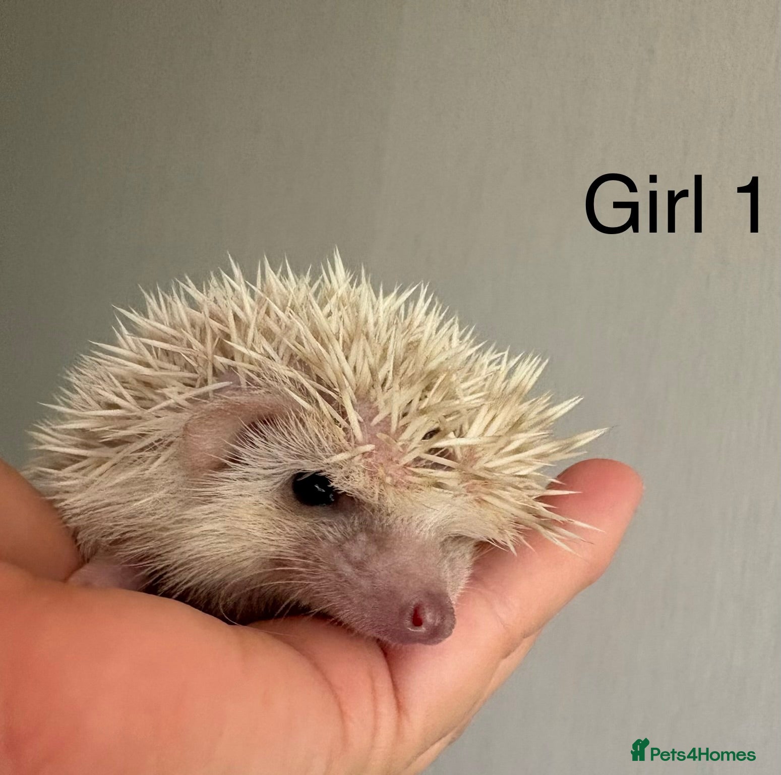 Pygmy Hedgehog rodents Baby Pygmy hedgehogs for sale  - Advert 8