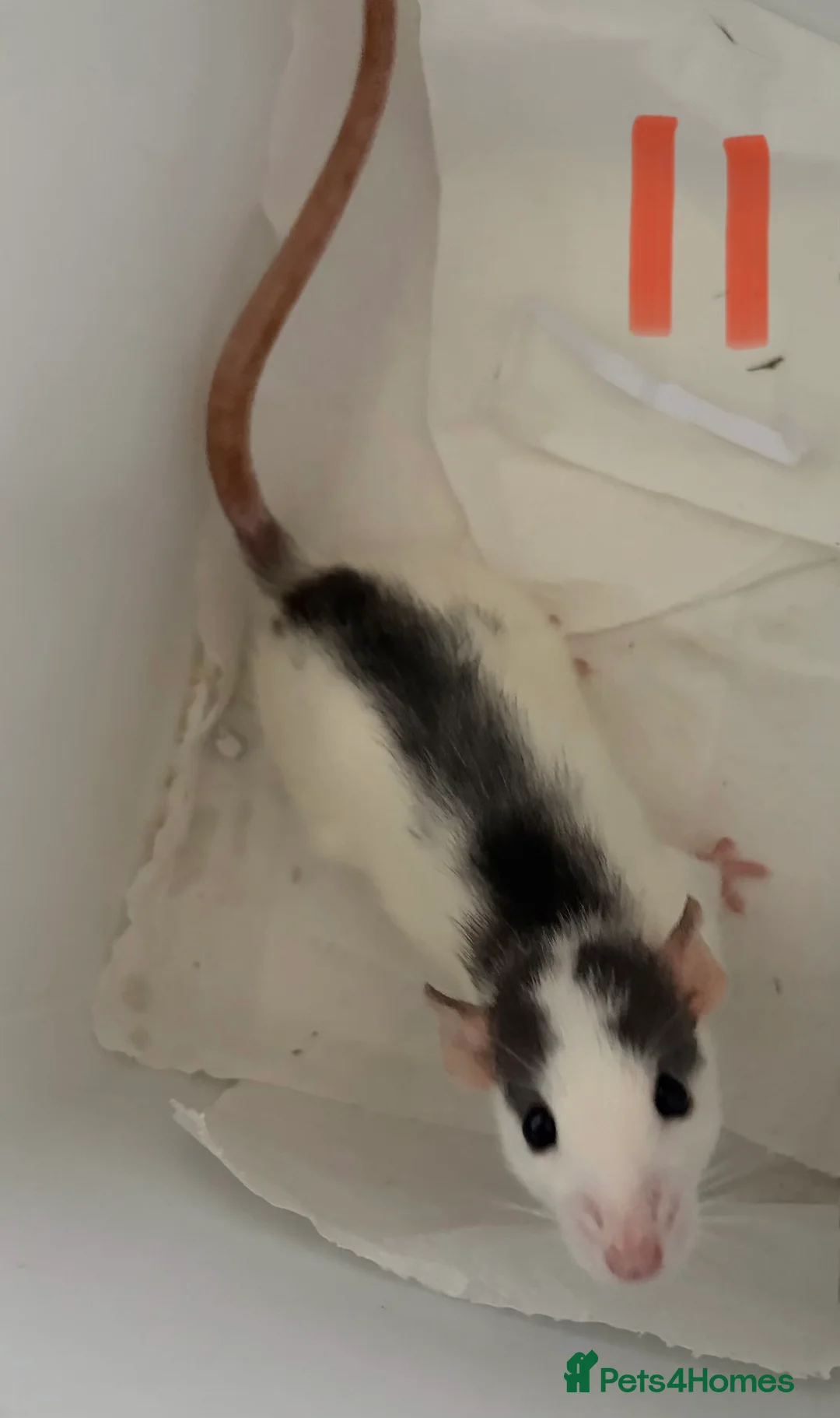 Rat rodents for sale: BABY RAT GIRLS   . Beautiful tame babies  - Advert 11