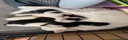 British Longhair cats for sale: 2 black boy kittens and 1 black girl  - Advert 14