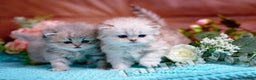 Persian cats for sale:  Persian Chinchilla Kittens - Advert 4