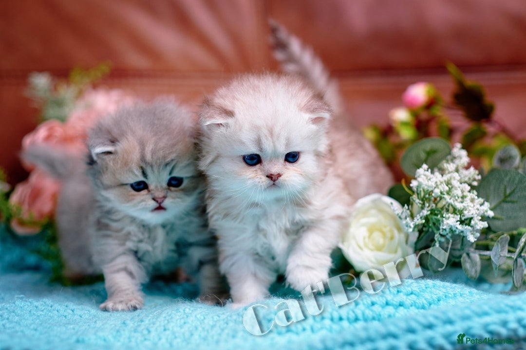 Persian cats for sale: Persian Chinchilla Kittens - Image 9