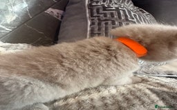 British Shorthair cats for sale: 🏆 BSH Cream male available 🏆 - Image 7