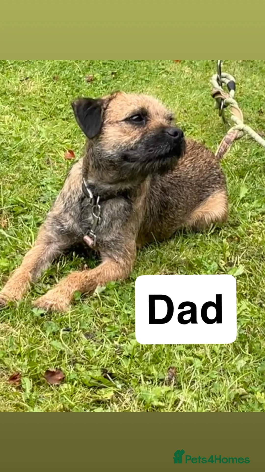 Border Terrier dogs for sale: ⭐️BORDER TERRIER PUPPIES  - Advert 33