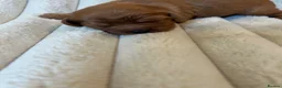 Cavalier King Charles Spaniel dogs for sale: Cavalier King Charles  - Advert 12