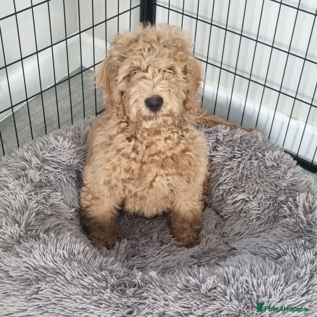 Cockapoo dogs for sale:  F1 Cockapoo puppies  - Image 10