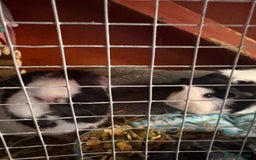 Guinea Pig rodents for sale: 3 x female guinea pigs - Almost a year old - Advert 4