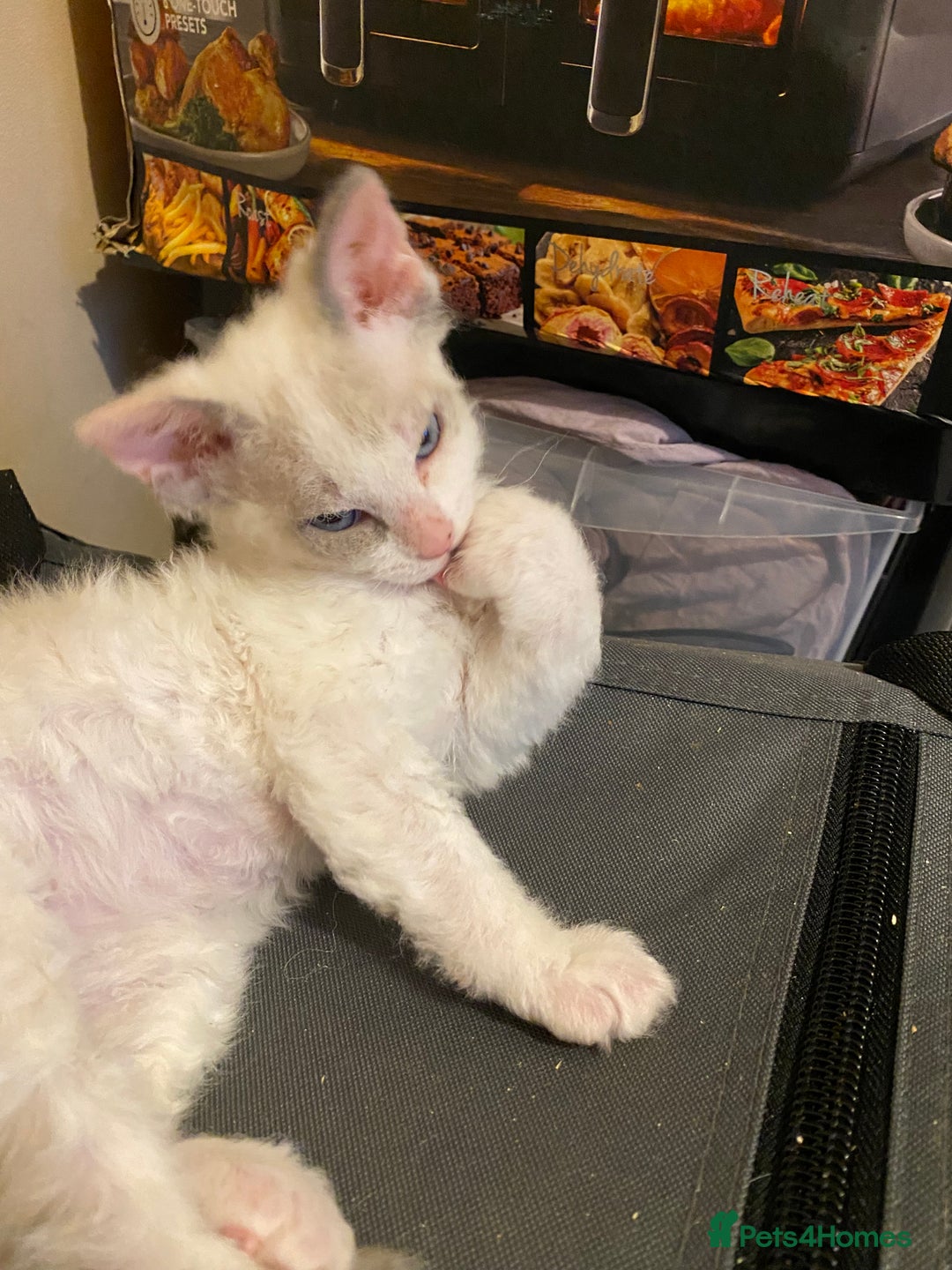 Sphynx cats for sale: Sphynx kittens 😍🥰🥰 - Advert 24