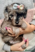 Cavapoo dogs - Advert 10