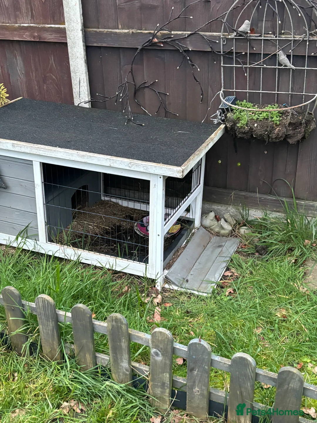 Tortoise reptiles for sale: Tortoise  - Advert 6