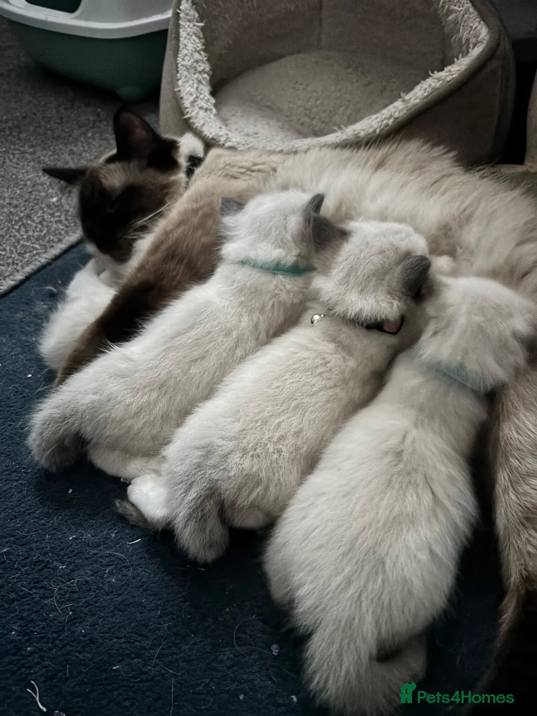Ragdoll cats for sale: Charming Ragdoll kittens - Advert 2