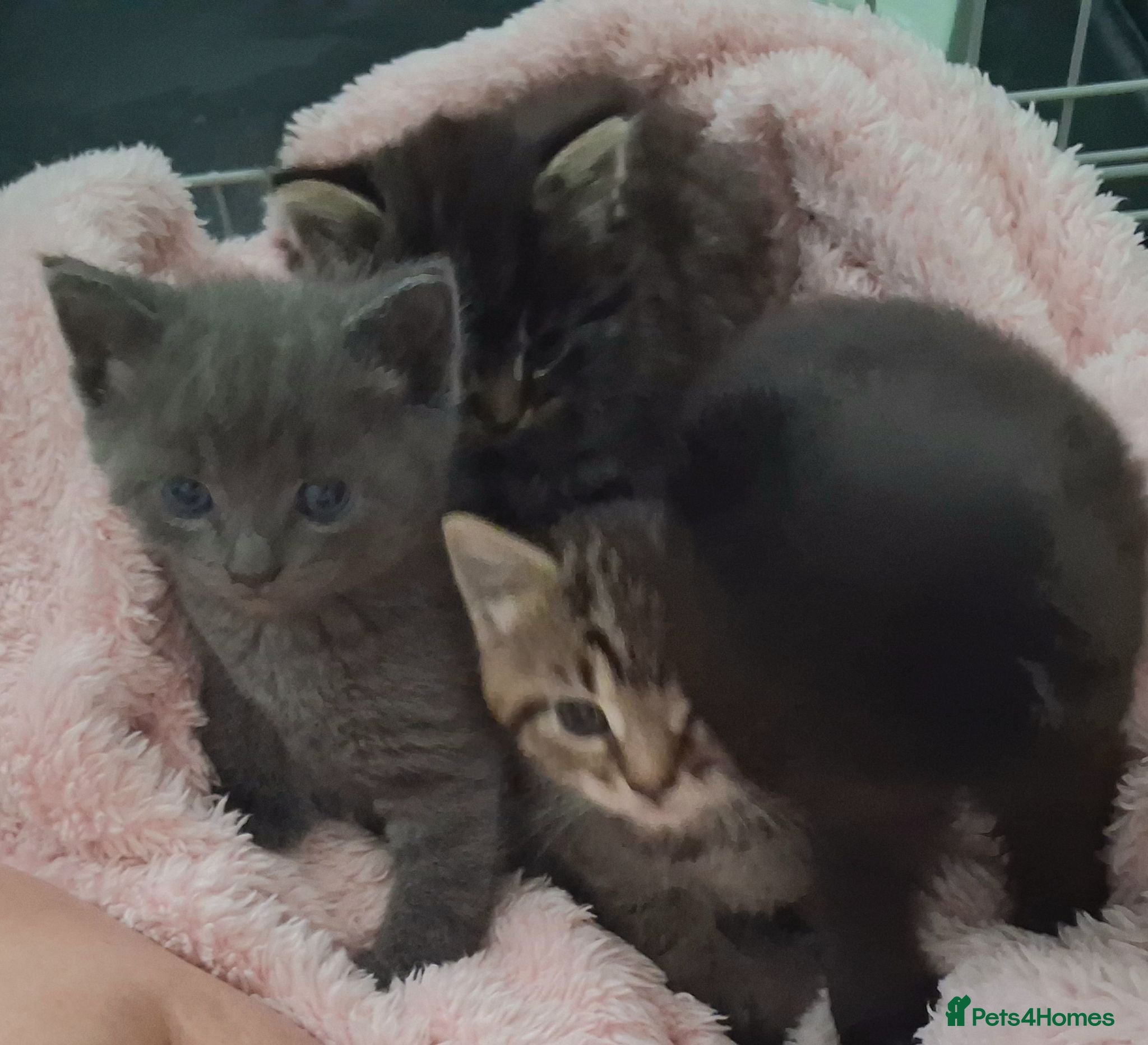 Mixed Breed cats Stunning mixed breed kittens   - Advert 1
