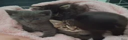 Mixed Breed cats for sale: Stunning mixed breed kittens   - Advert 1