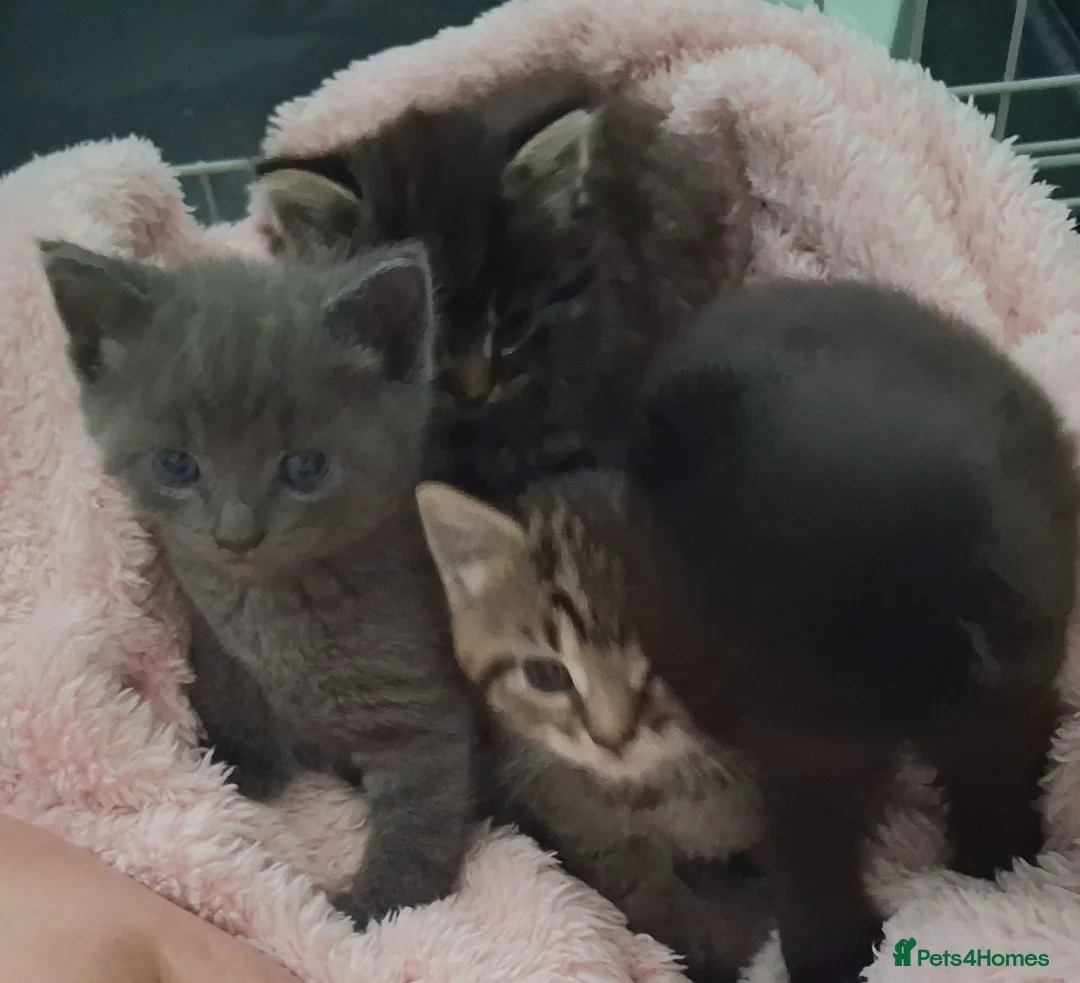 Mixed Breed cats for sale: Stunning mixed breed kittens   - Advert 1