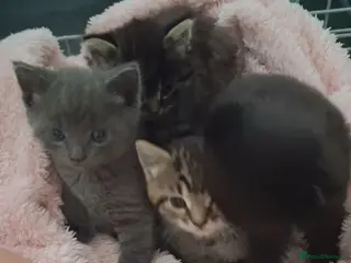 Mixed Breed cats Stunning mixed breed kittens - Advert 6