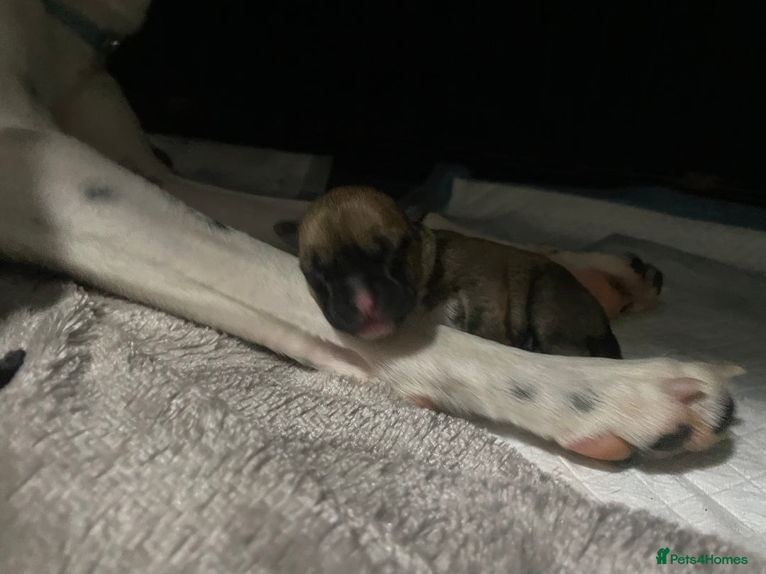 Mixed Breed dogs for sale: Bodeguero Andaluz x French Bulldog Puppies  - Advert 6