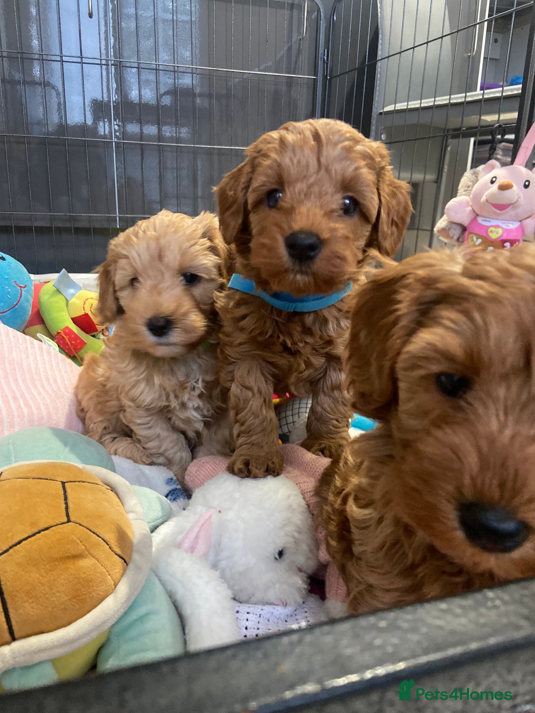 Maltipoo dogs for sale: 💖BEAUTIFUL LICENSED-BRED MALTIPOOS 💖 - Image 32